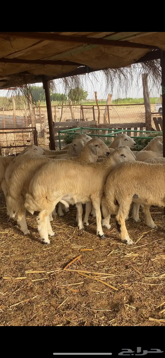 طليان اضاحي جبرة 7