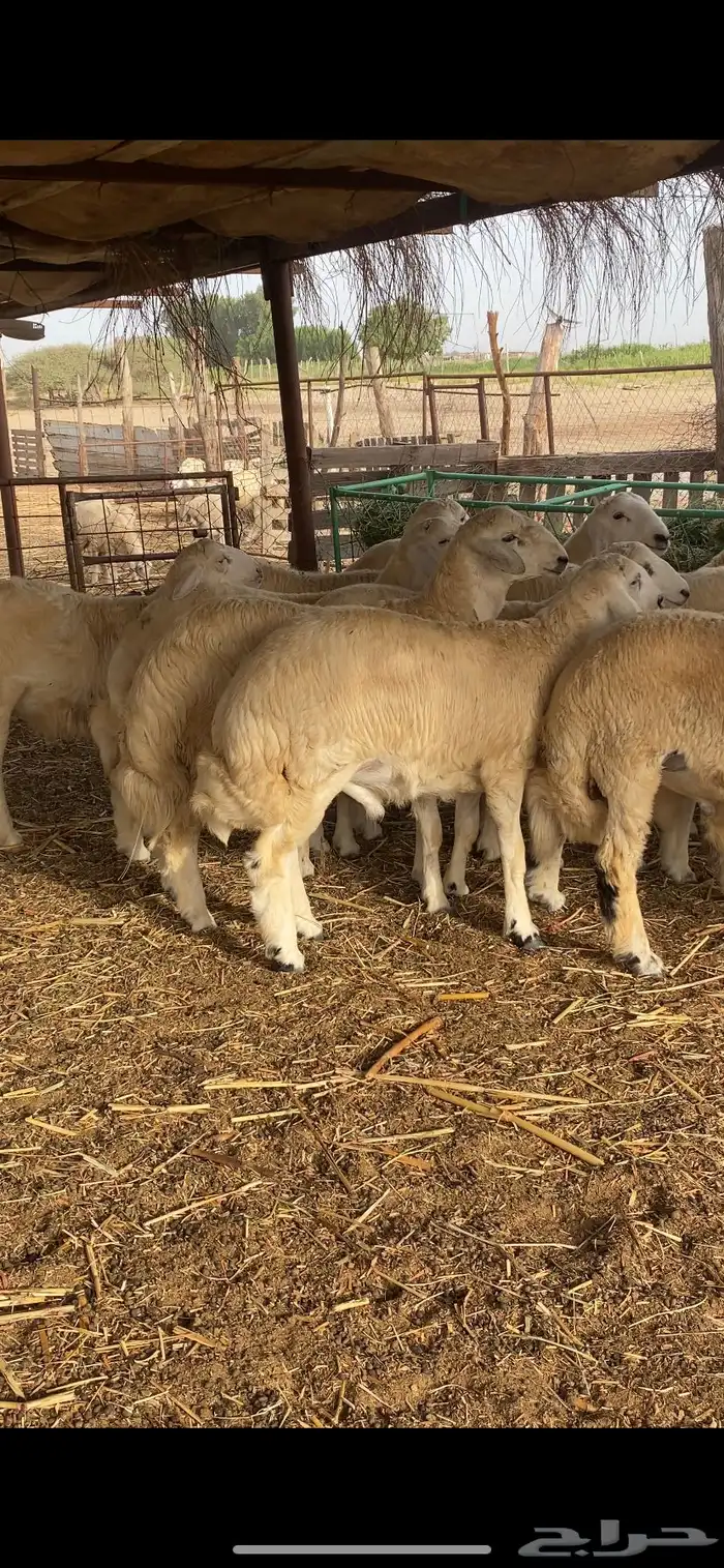 طليان اضاحي جبرة 9