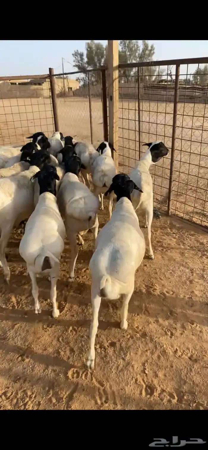 للبيع برابر مرابي 5شهور وا رفيد مرابي 5شهور مربوطه من مزرعة 5