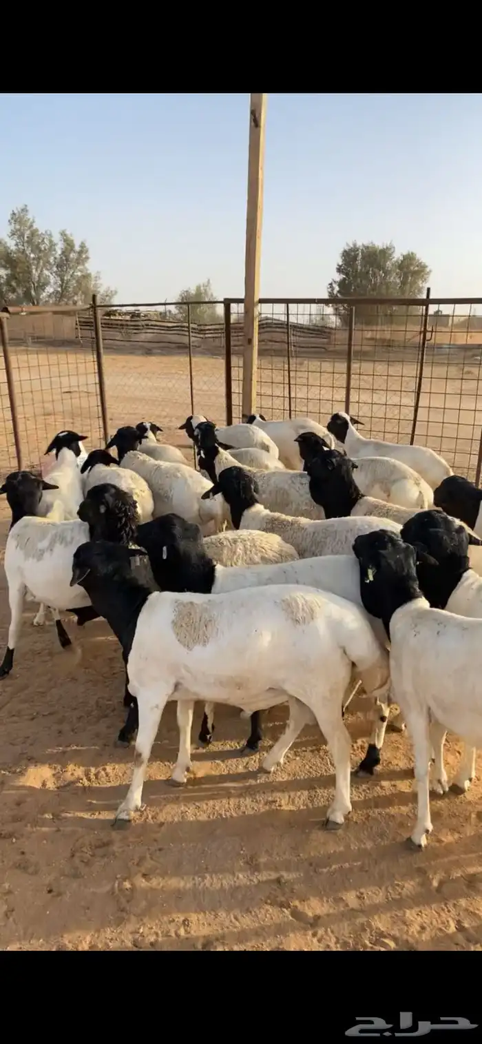 للبيع برابر مرابي 5شهور وا رفيد مرابي 5شهور مربوطه من مزرعة 7