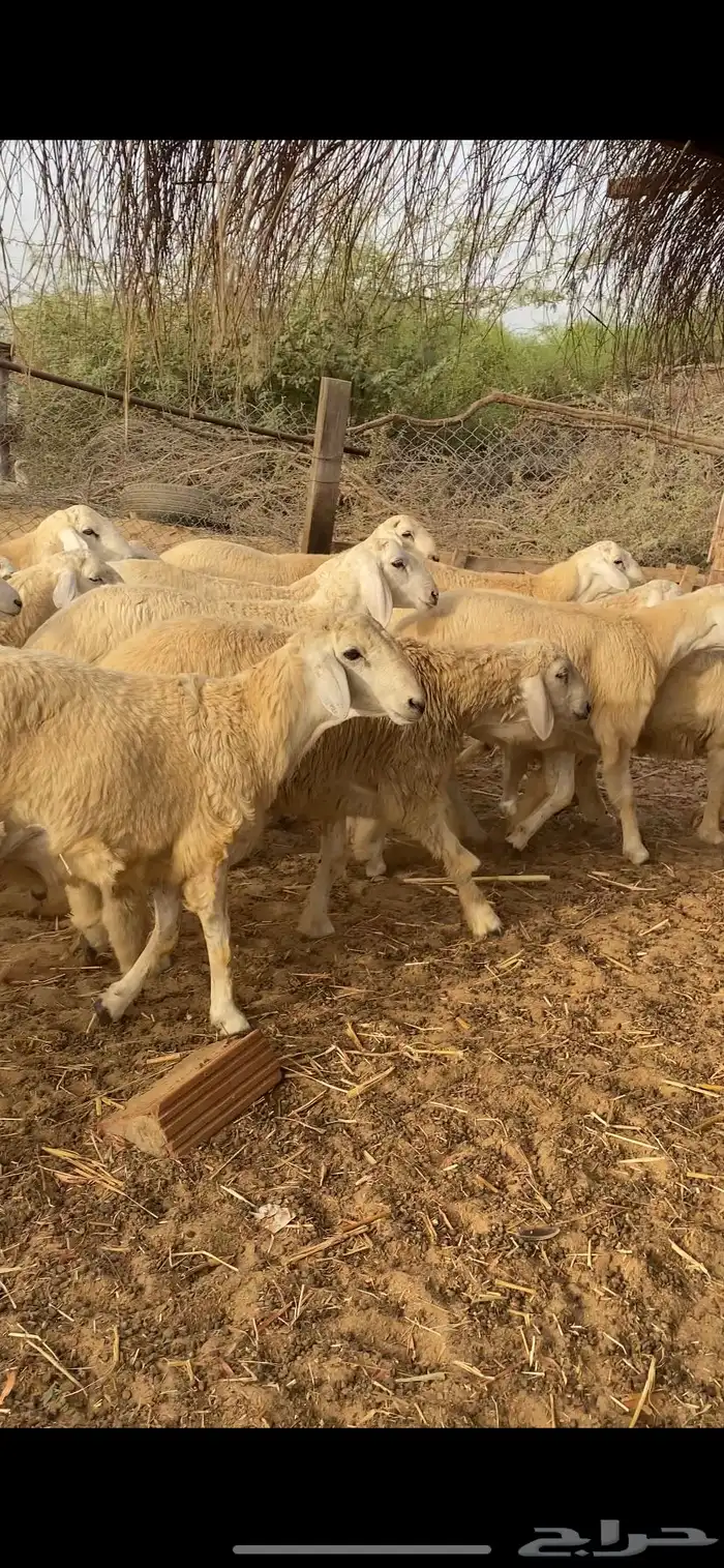 طليان اضاحي جبرة 5