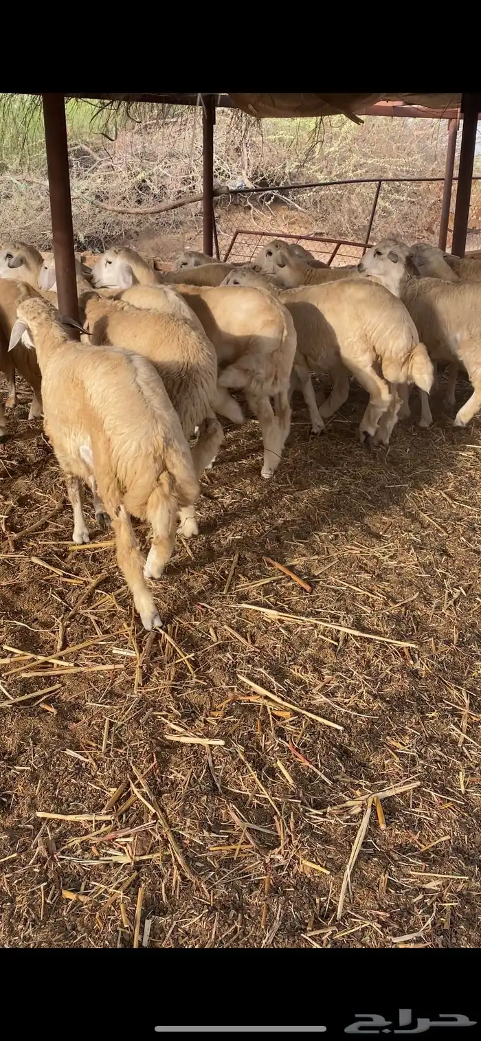 طليان اضاحي جبرة 6