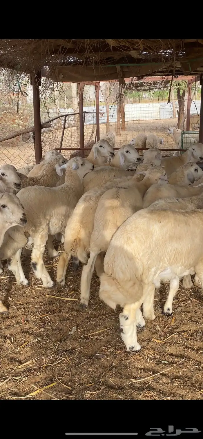 طليان اضاحي جبرة 3