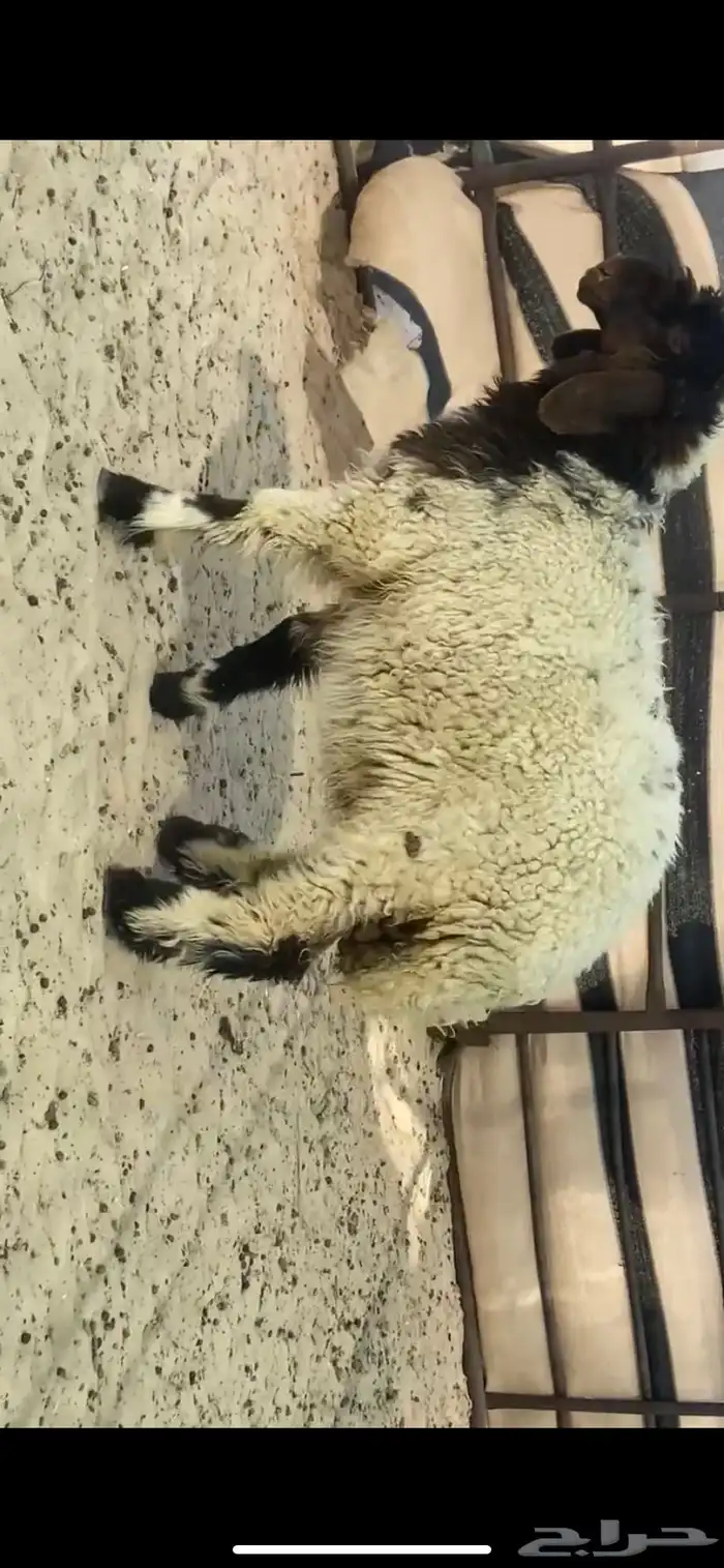 رخل صنف دم قوي وتعريف طيب 7