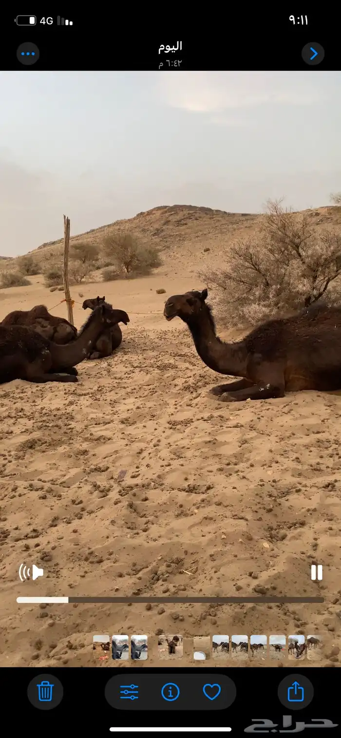 ذود مجاهيم 4
