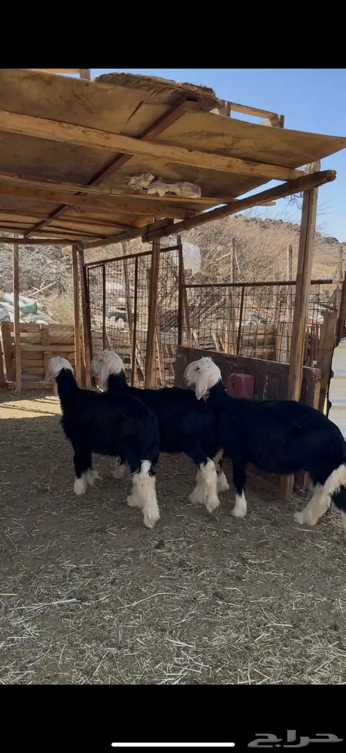 خرفان نجد فاخره ضحايا 4