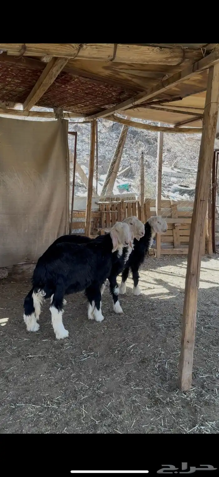 خرفان نجد فاخره ضحايا 1