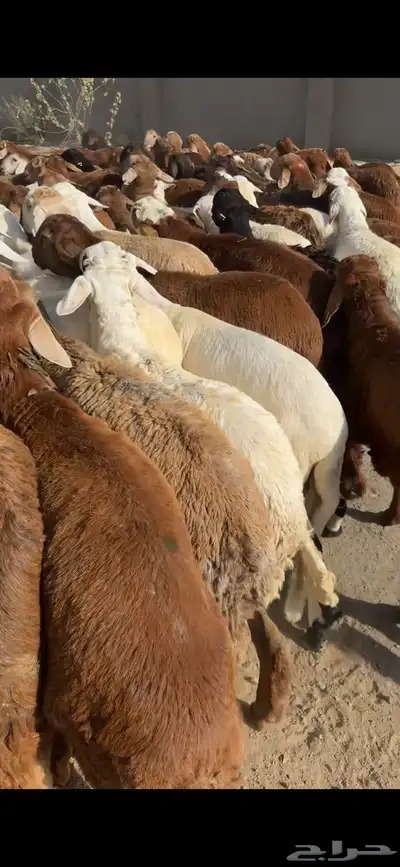 سواكن حري نجدي الطايف اضاحي 1