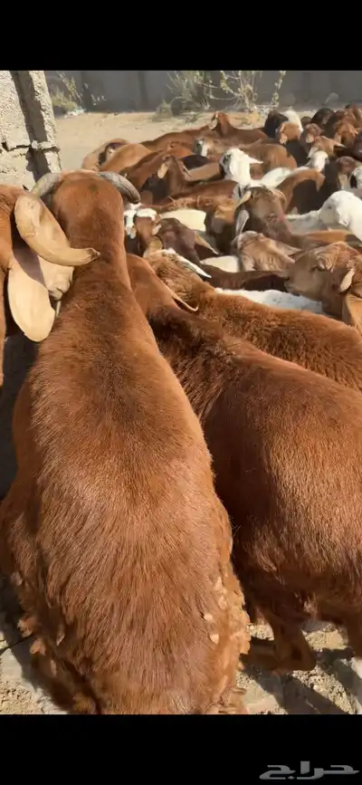سواكن حري نجدي الطايف اضاحي 4