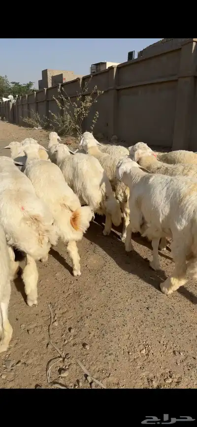 سواكن حري نجدي الطايف اضاحي 8