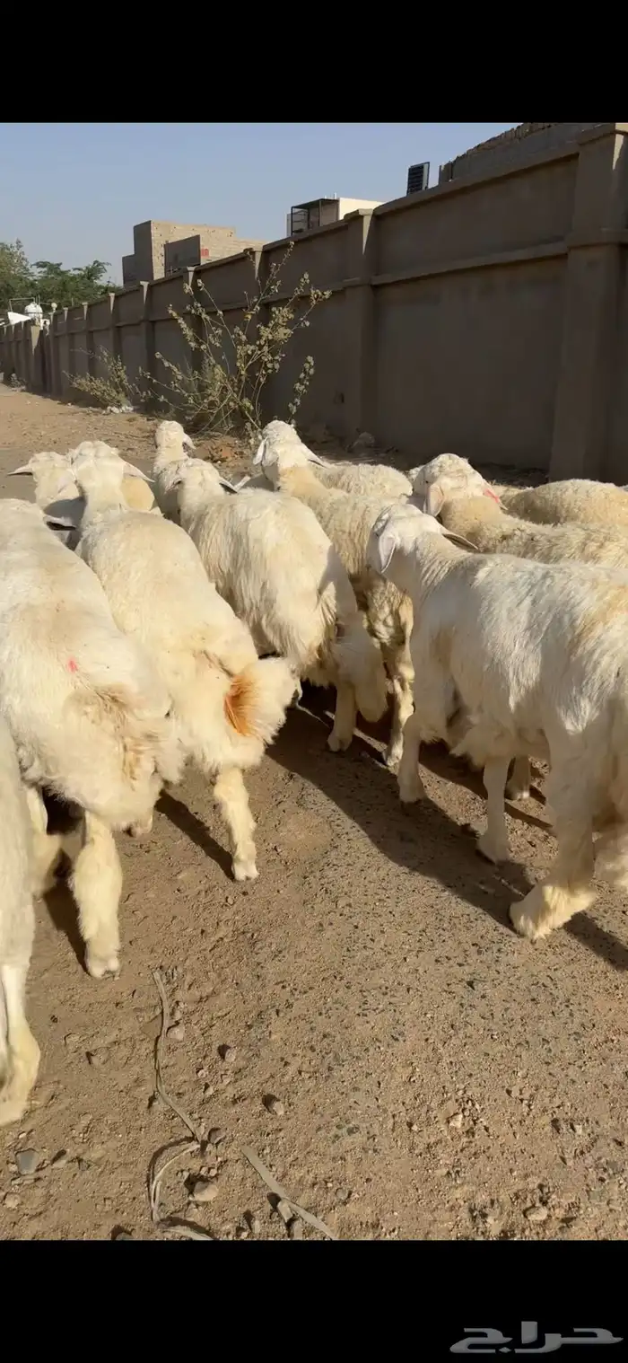 سواكن حري نجدي الطايف 8