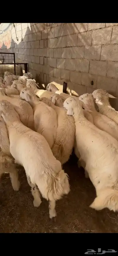 سواكن حري نجدي الطايف اضاحي 6