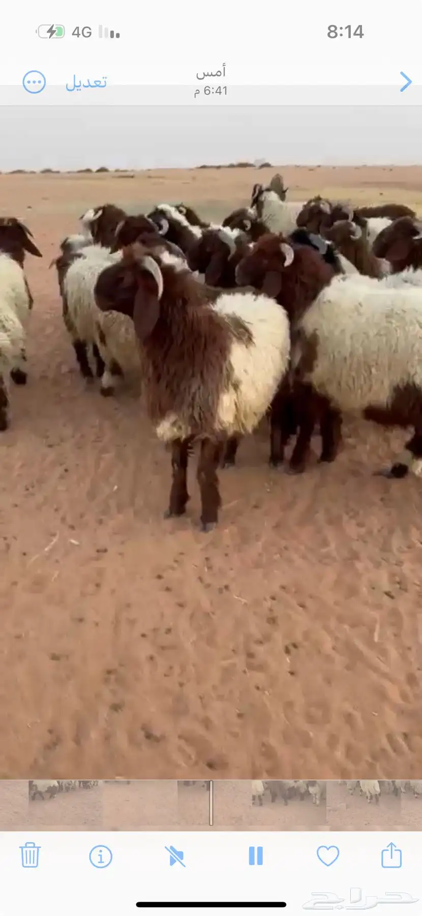 اضاحي بريه  ها طيبه للبيع 1