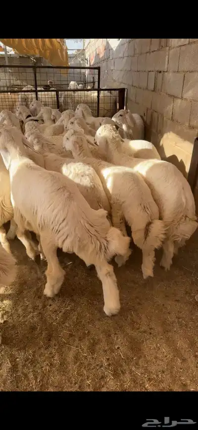 سواكن حري نجدي الطايف اضاحي 15