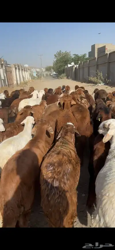 سواكن حري نجدي الطايف اضاحي 10