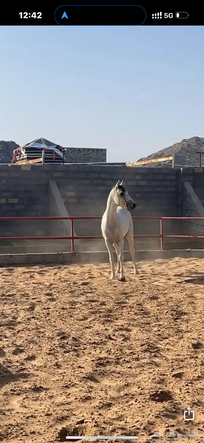 حصان عربي شعبي 0