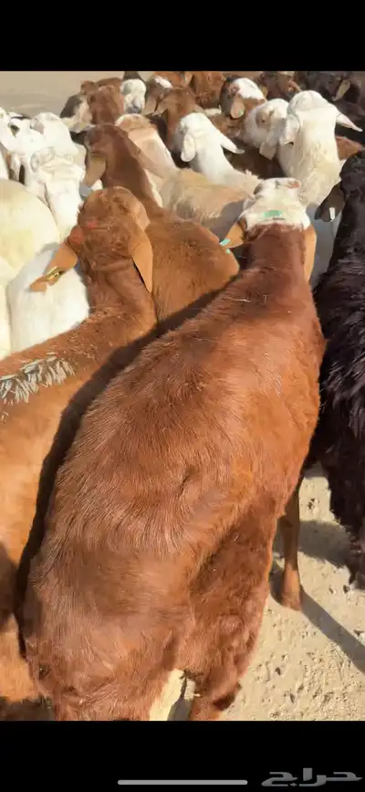سواكن حري نجدي الطايف اضاحي 0
