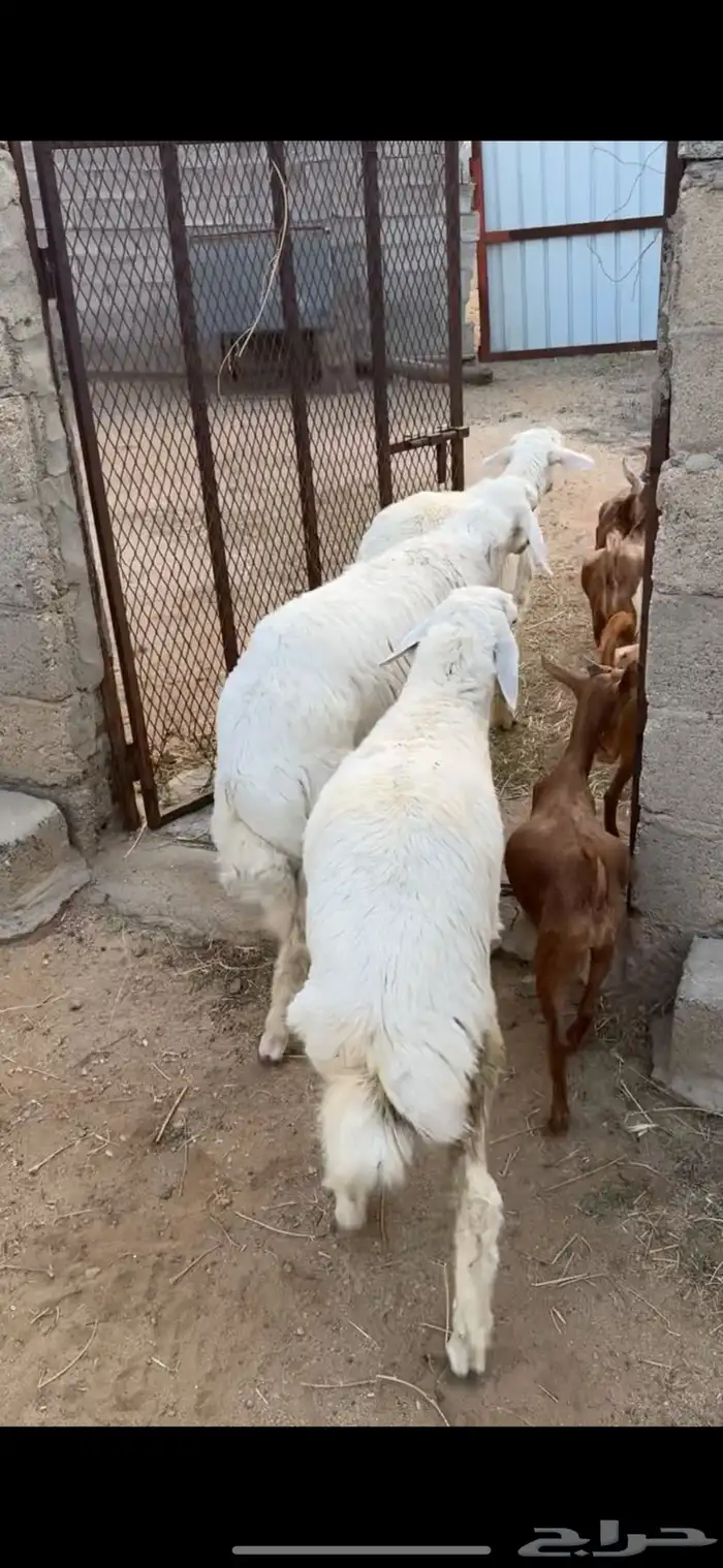 اعياد للبيع العدد 3 3