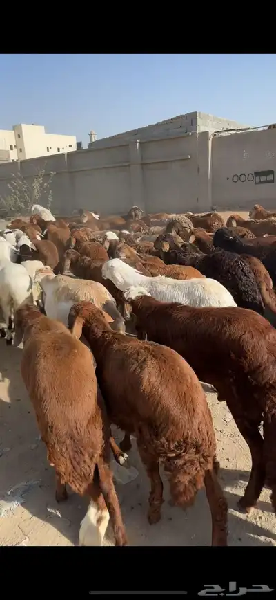 سواكن حري نجدي الطايف اضاحي 3