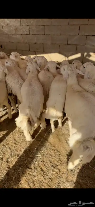 سواكن حري نجدي الطايف اضاحي 14