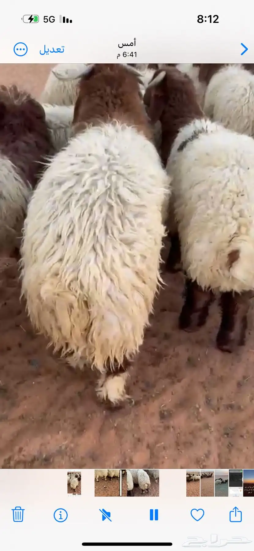 اضاحي بريه  ها طيبه للبيع 2