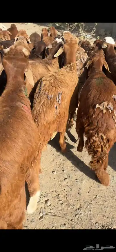 سواكن حري نجدي الطايف اضاحي 11