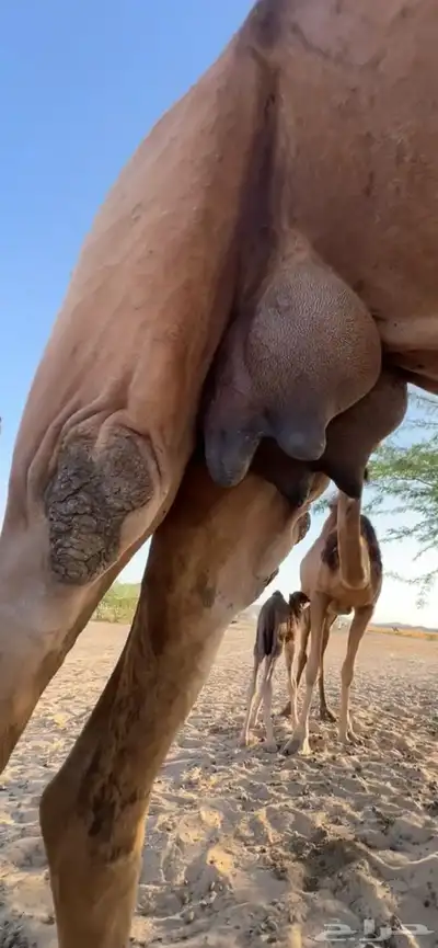 خلفه ساحليه مصغر منيحه (( تم البيع )) 2