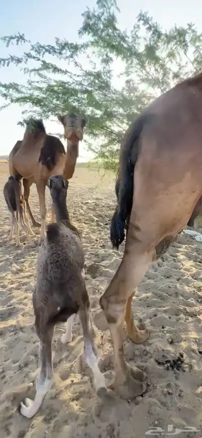 خلفه ساحليه مصغر منيحه (( تم البيع )) 4