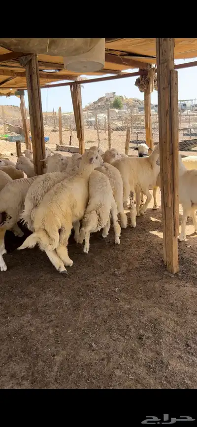 طليان اضاحي 0