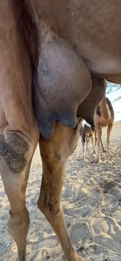 خلفه ساحليه مصغر منيحه (( تم البيع )) 0