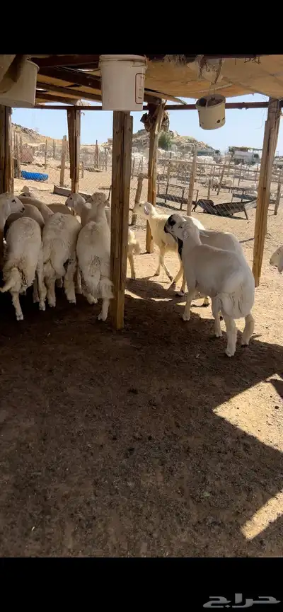 طليان اضاحي 2
