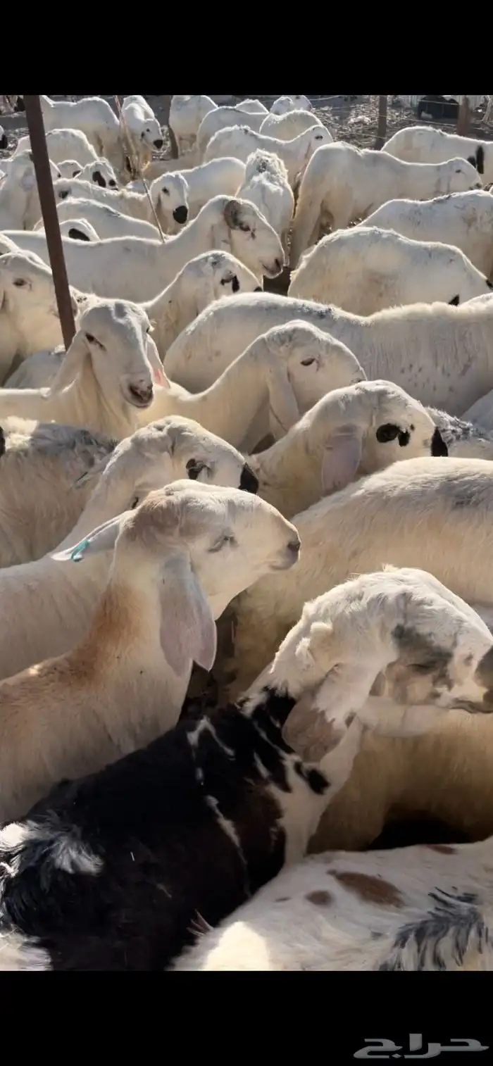 غنم سواكني -اضاحي- جملة وتجزئة 2