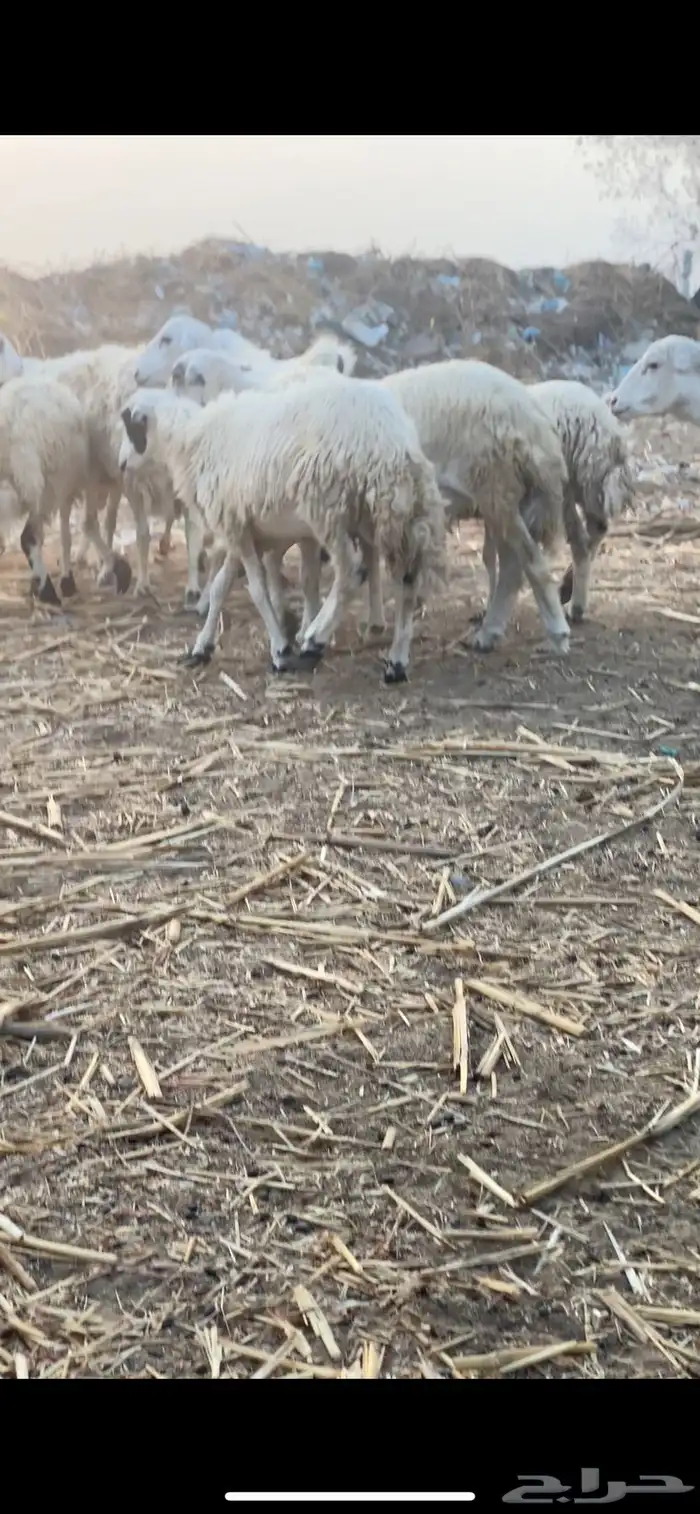 فران تضحي مخاصي 0