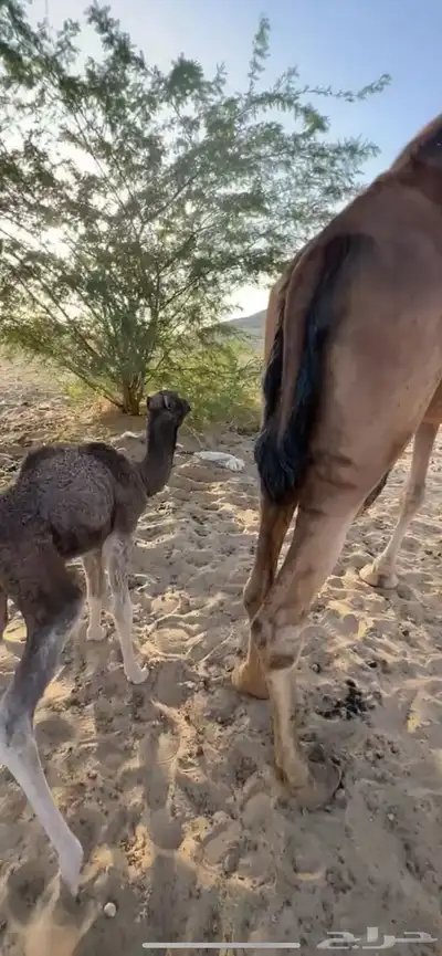 خلفه ساحليه مصغر منيحه (( تم البيع )) 5