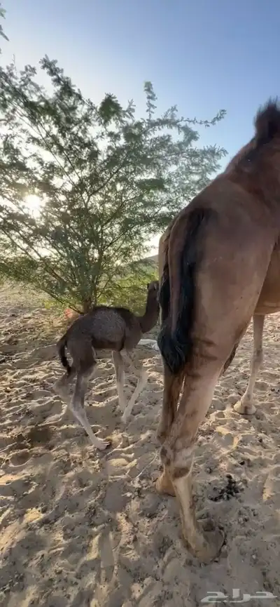 خلفه ساحليه مصغر منيحه (( تم البيع )) 3
