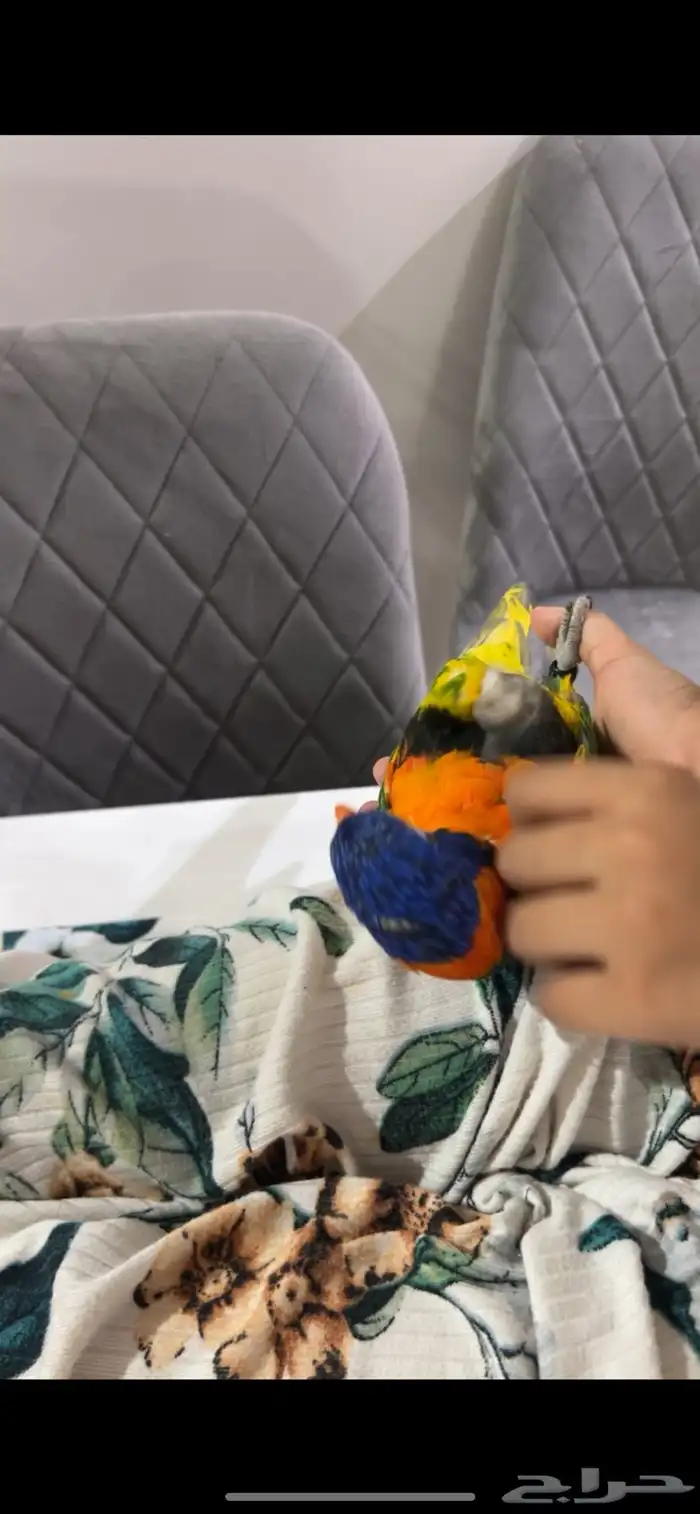 طير لوري اليف جدا 2