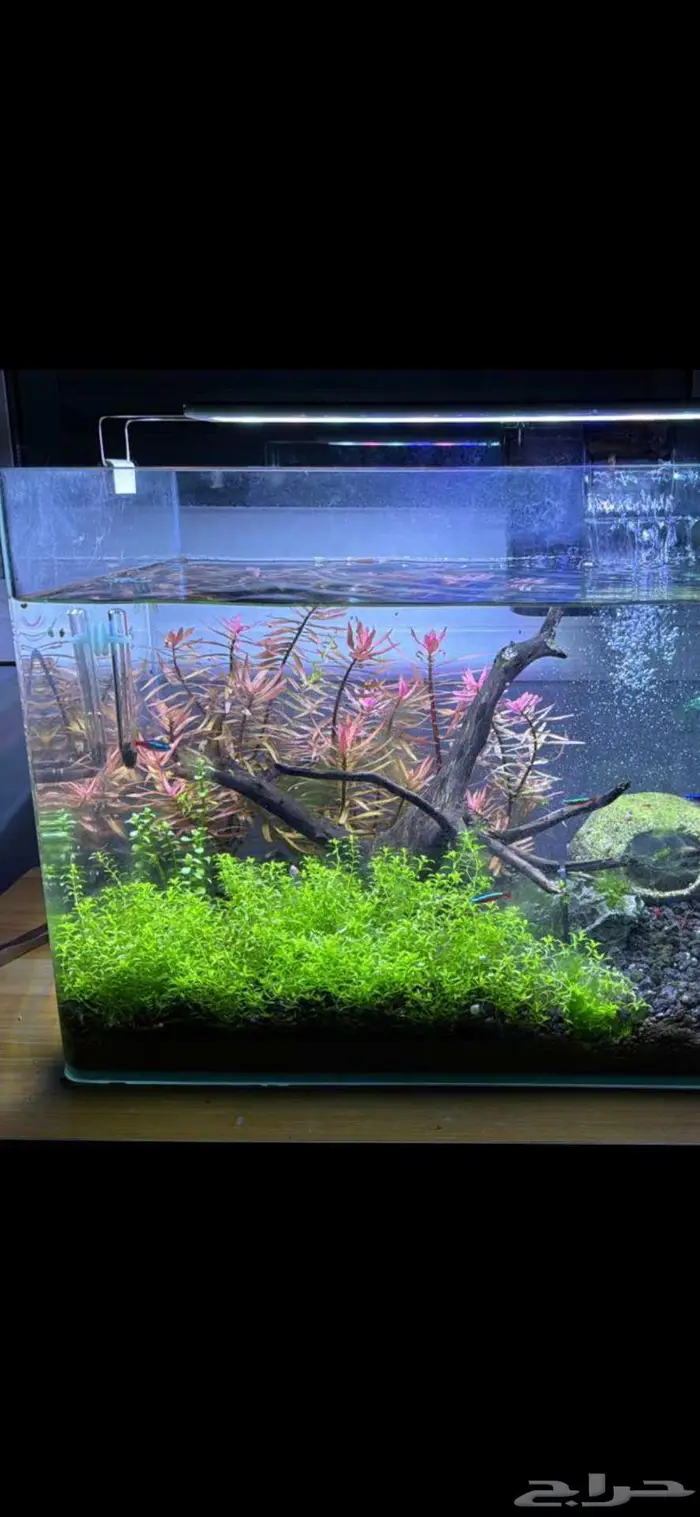 نبات كاربت فرش للحوض سمك بدون كربون Co 2 1