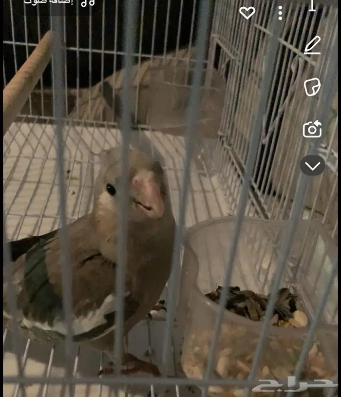 ببغاء كروان 0