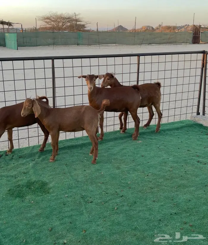 تم البيع جفار محايليه بنات ولد كلهاري فواخر مقاني 1