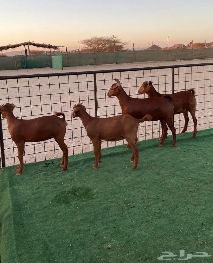 تم البيع جفار محايليه بنات ولد كلهاري فواخر مقاني 4