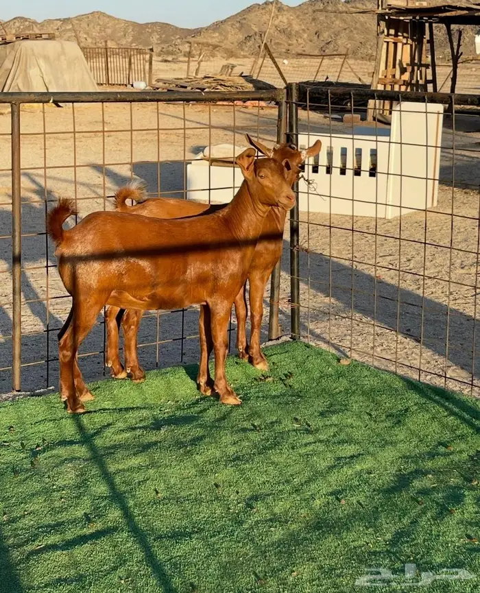 تم البيع جفار محايليه بنات ولد كلهاري فواخر مقاني 6