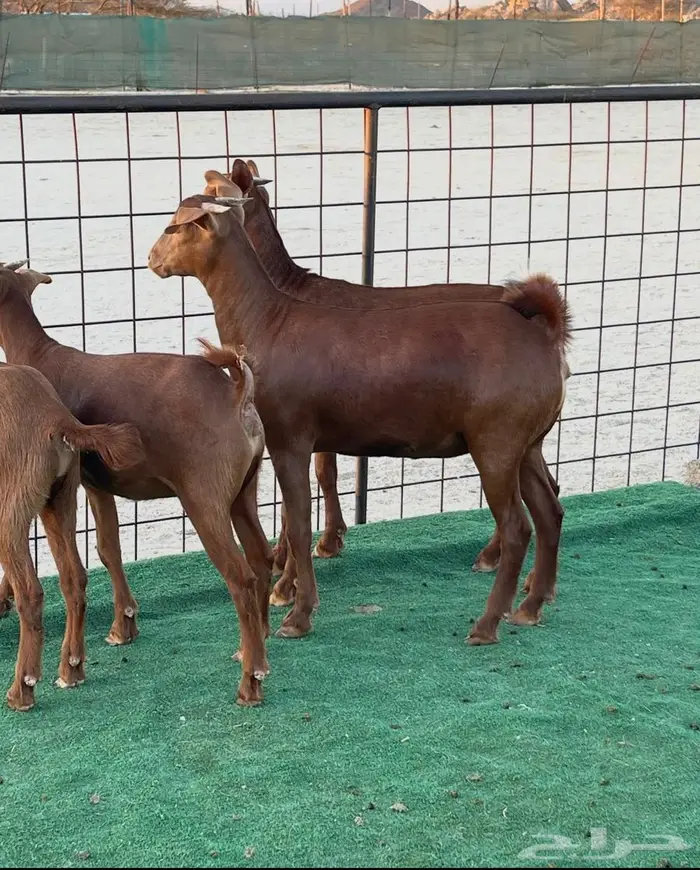 تم البيع جفار محايليه بنات ولد كلهاري فواخر مقاني 0