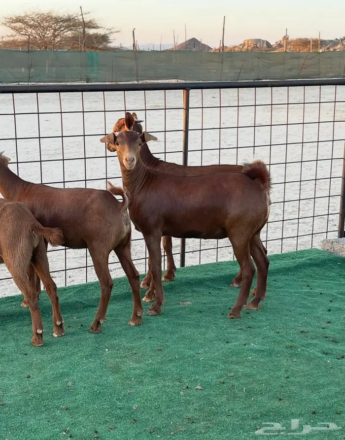 تم البيع جفار محايليه بنات ولد كلهاري فواخر مقاني 2