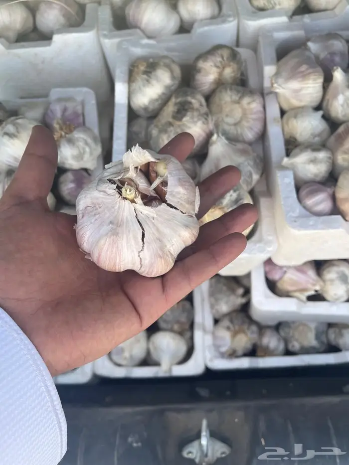 ثوم بلدي حبة كبيرة 2