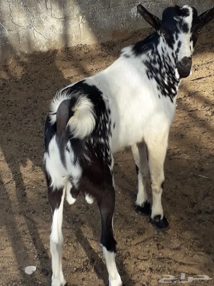 تيس جنوبي مندي 0