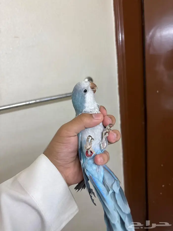 كويكر روعة اليف جدا جدا (تم البيع) 2