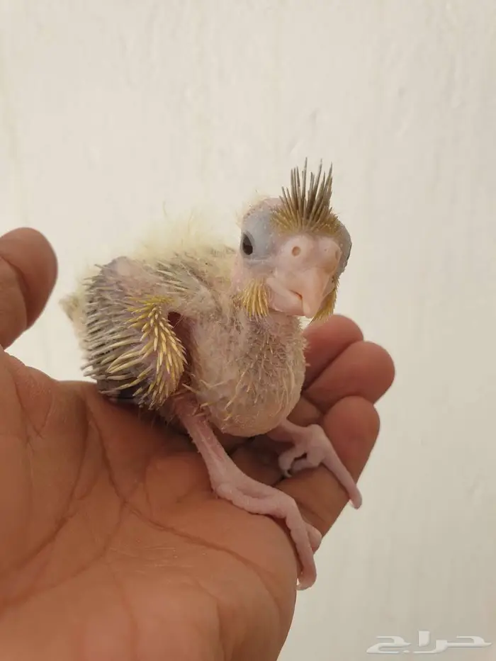 فرخ كروان تم البيع بالكامل 3