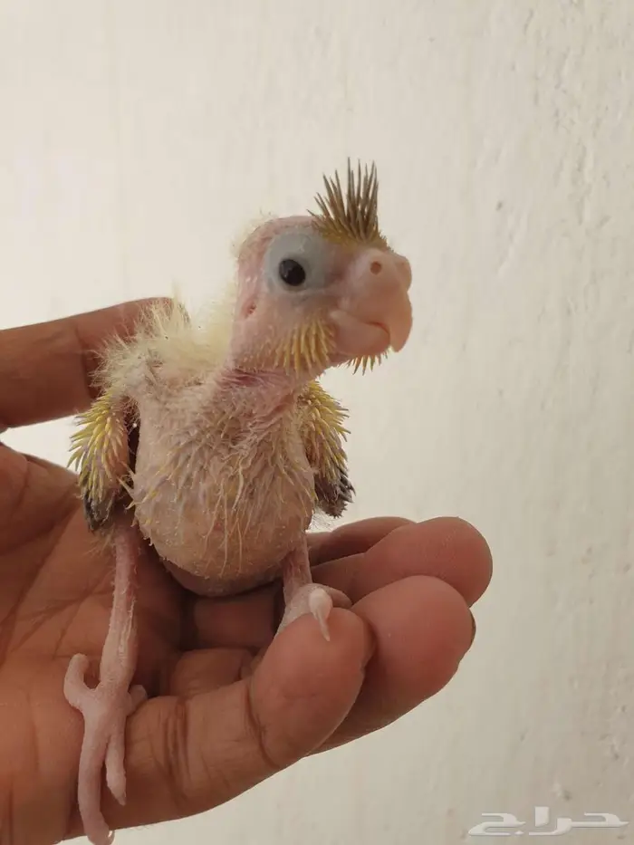 فرخ كروان تم البيع بالكامل 0