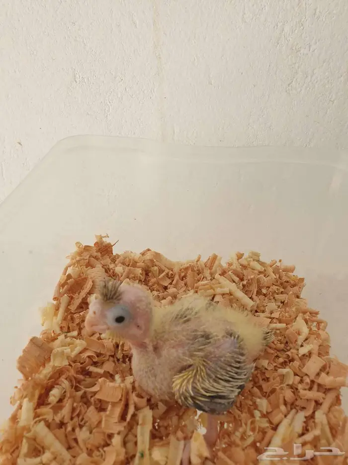 فرخ كروان تم البيع بالكامل 2