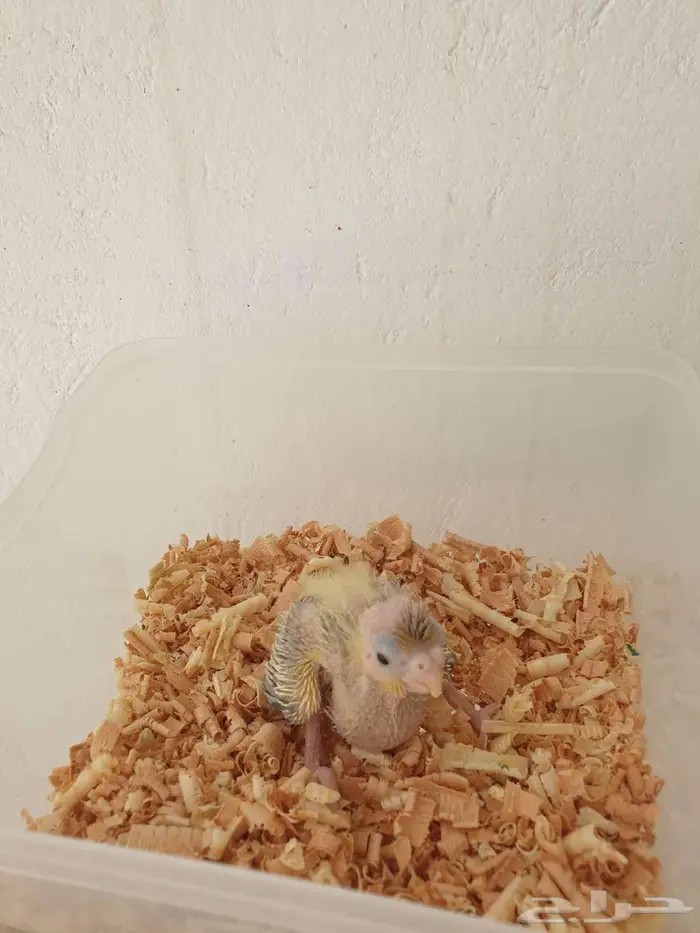 فرخ كروان تم البيع بالكامل 1